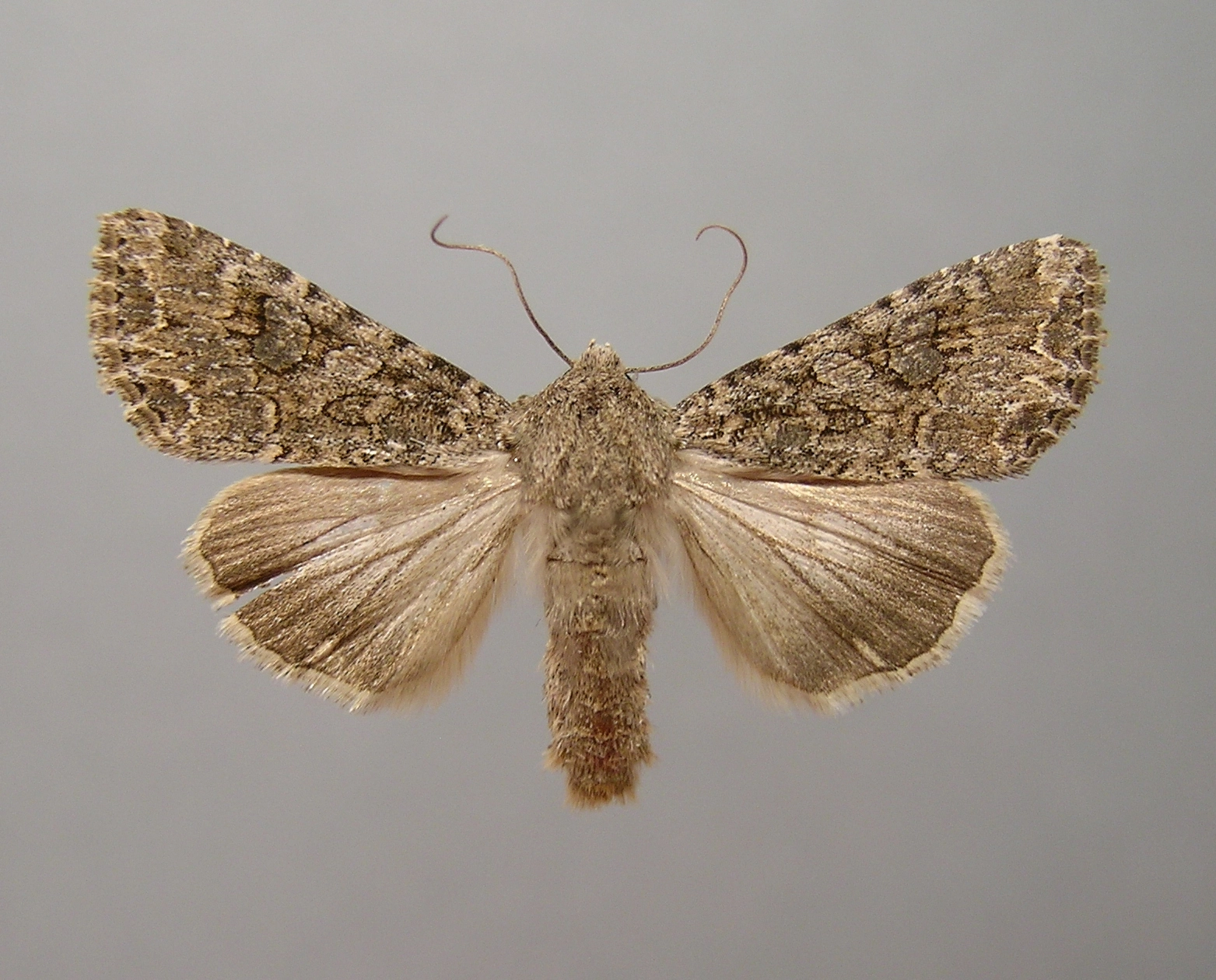 spurrie uil, Anarta trifolii, Han KS, coll. Naturalis, Leiden, 17899.jpg